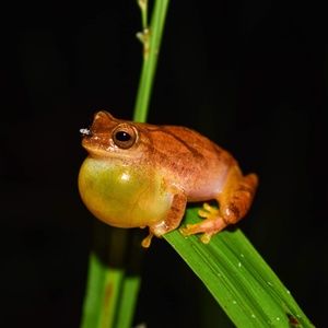 Meet your Posher, Ray